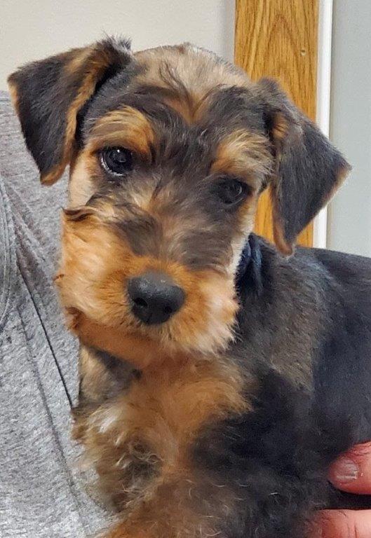 Airedale – Male