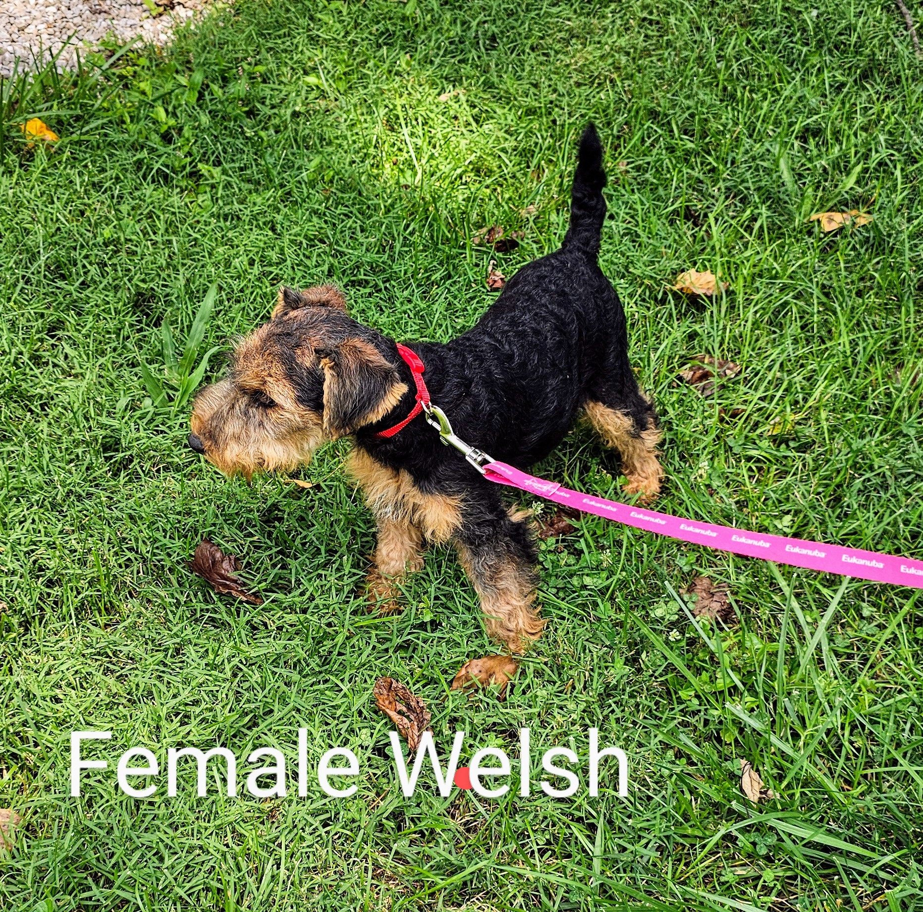 Welsh – Female