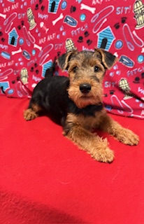 Our Puppies 4 Welsh FEMALE