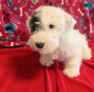 Our Puppies 2 Sealyham MALE