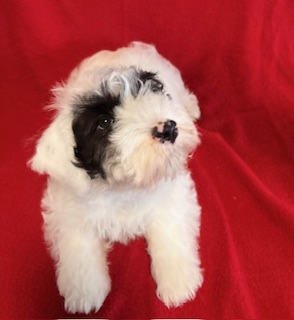 Our Puppies 1 Sealyham MALE